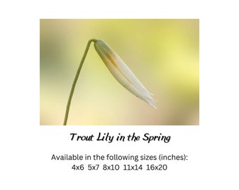 Trout lily flower print macro photography prints, white wildflower print minimal floral prints, lily flower wall art botany print