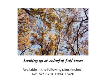 Autumn tree print wall art for the bathroom, fall forest landscape print poster, looking up at trees photography prints nature