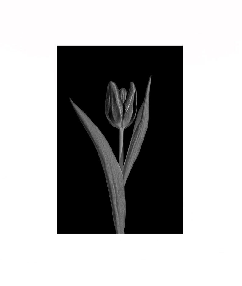 Black and White Tulip Wall Art Fine Art Flower Photography Etsy