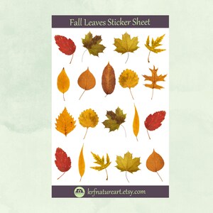 May include: A sticker sheet featuring various fall leaves in shades of red, yellow, and brown. The sticker sheet has the text "Fall Leaves Sticker Sheet" at the top and the website krfnatureart.etsy.com at the bottom.