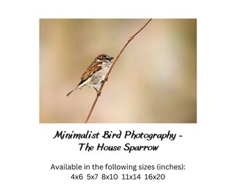 Minimalist House Sparrow Bird Photography Print, Nature Wall Art Photo, Neutral Songbird Art, Modern Bird Print Wall Art,