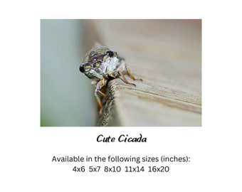 Cicada art cute bug art print, fine art wildlife photography print, cicada print insect artwork, macro photography print, bug photography