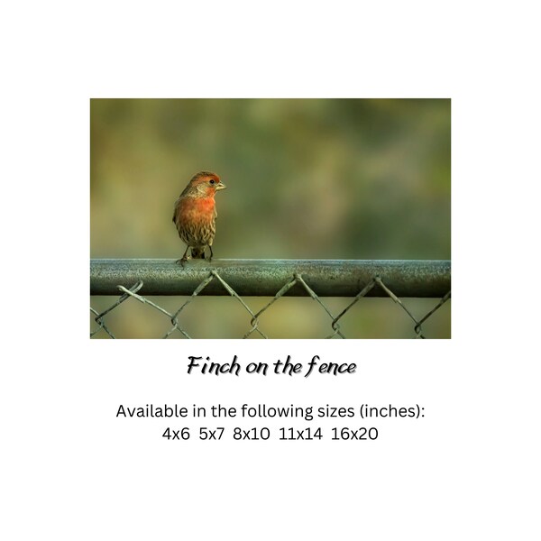 Moody house finch bird photography print, songbird wall art for above the couch, backyard birds photograph minimalist wild bird art