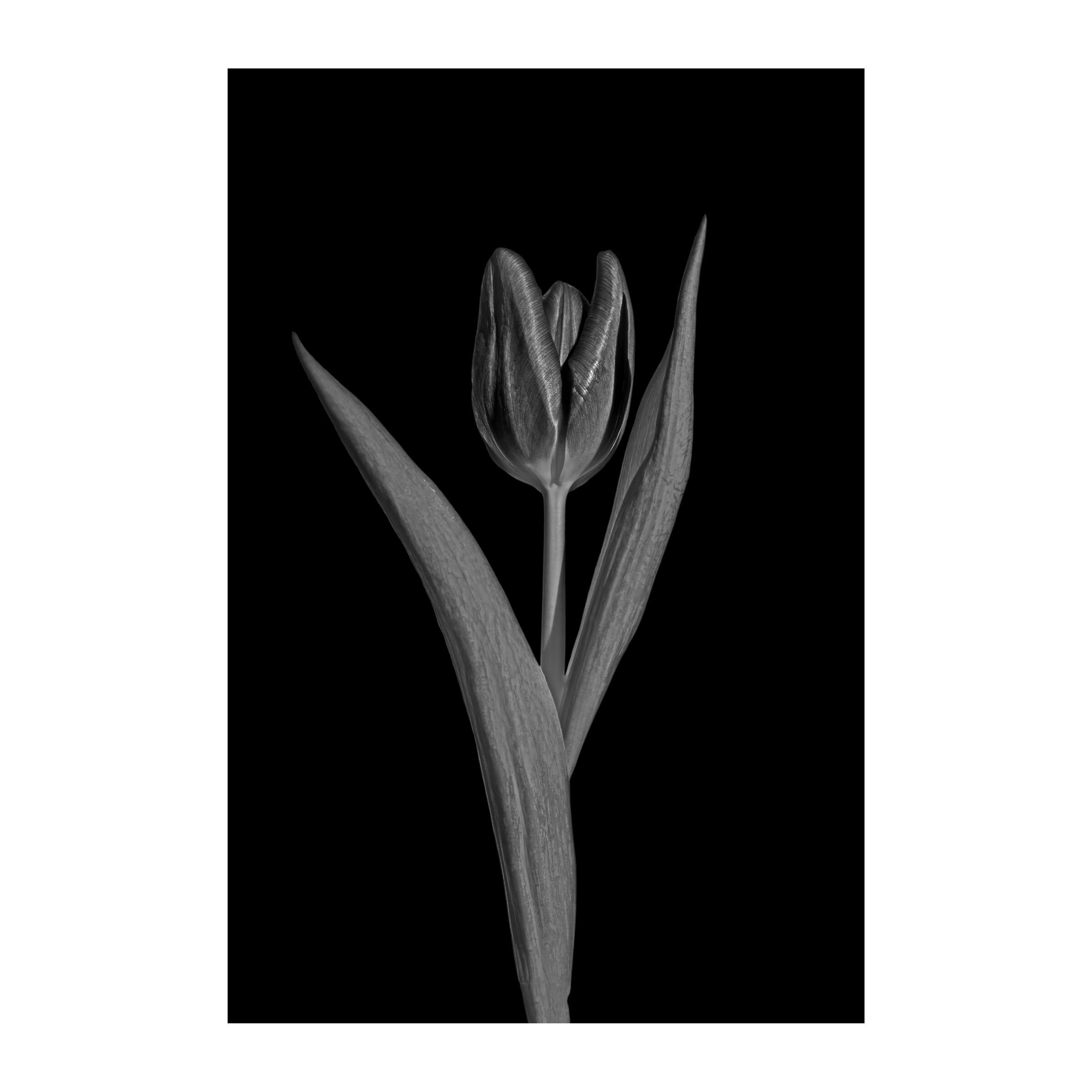 Black and White Flower Photo Dark Botanical Print, Tulip Print Fine Art