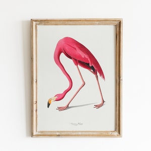 Vintage Flamingo Print, Audubon American Flamingo Printable Wall Art, Beach House Wall Decor, Audubon Birds Prints DIGITAL DOWNLOAD image 1