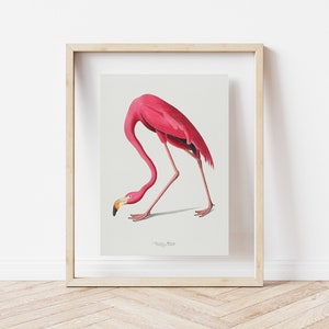 Vintage Flamingo Print, Audubon American Flamingo Printable Wall Art, Beach House Wall Decor, Audubon Birds Prints DIGITAL DOWNLOAD image 6