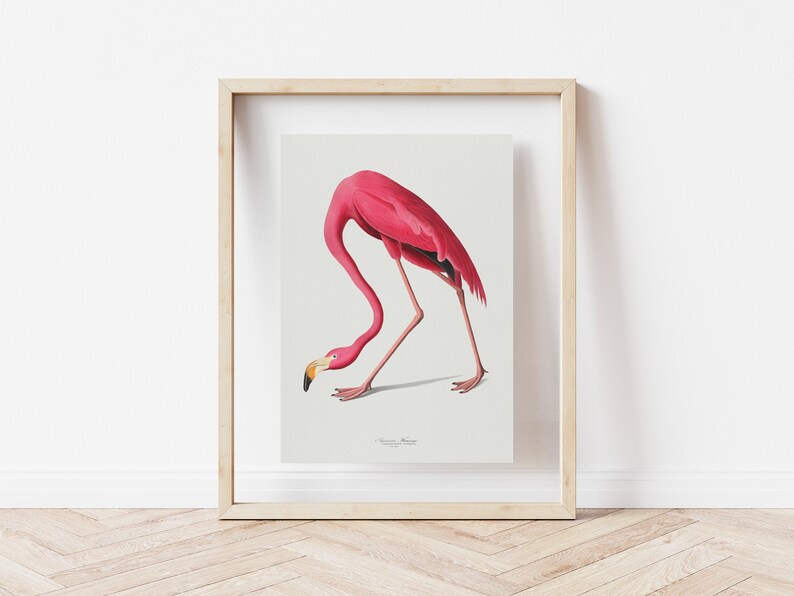 Vintage Flamingo Print, Audubon American Flamingo Printable Wall Art, Beach House Wall Decor, Audubon Birds Prints DIGITAL DOWNLOAD image 6