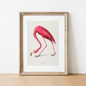 Vintage Flamingo Print, Audubon American Flamingo Printable Wall Art, Beach House Wall Decor, Audubon Birds Prints DIGITAL DOWNLOAD image 8