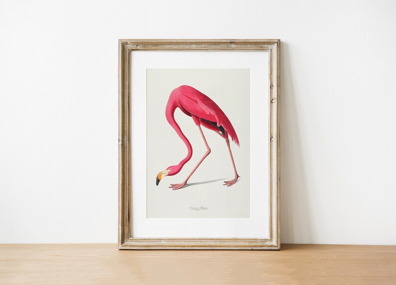 Vintage Flamingo Print, Audubon American Flamingo Printable Wall Art, Beach House Wall Decor, Audubon Birds Prints DIGITAL DOWNLOAD image 8