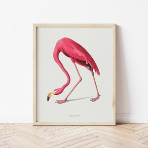 Vintage Flamingo Print, Audubon American Flamingo Printable Wall Art, Beach House Wall Decor, Audubon Birds Prints DIGITAL DOWNLOAD image 3