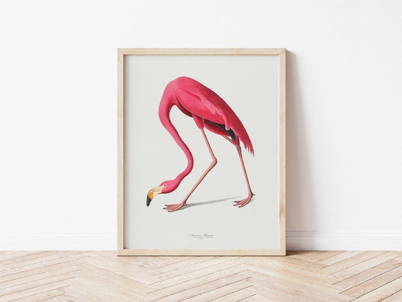 Vintage Flamingo Print, Audubon American Flamingo Printable Wall Art, Beach House Wall Decor, Audubon Birds Prints DIGITAL DOWNLOAD image 3