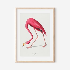 Vintage Flamingo Print, Audubon American Flamingo Printable Wall Art, Beach House Wall Decor, Audubon Birds Prints DIGITAL DOWNLOAD image 4