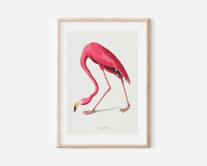 Vintage Flamingo Print, Audubon American Flamingo Printable Wall Art, Beach House Wall Decor, Audubon Birds Prints DIGITAL DOWNLOAD image 4