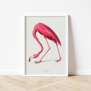 Vintage Flamingo Print, Audubon American Flamingo Printable Wall Art, Beach House Wall Decor, Audubon Birds Prints DIGITAL DOWNLOAD image 7