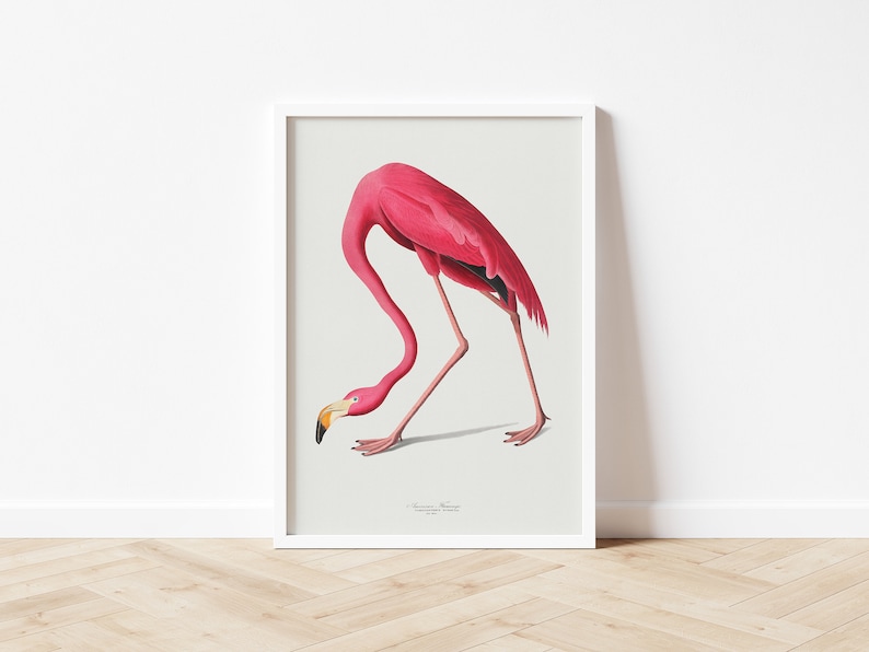 Vintage Flamingo Print, Audubon American Flamingo Printable Wall Art, Beach House Wall Decor, Audubon Birds Prints DIGITAL DOWNLOAD image 7