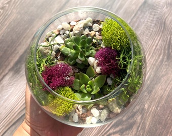 Terrarium Kit