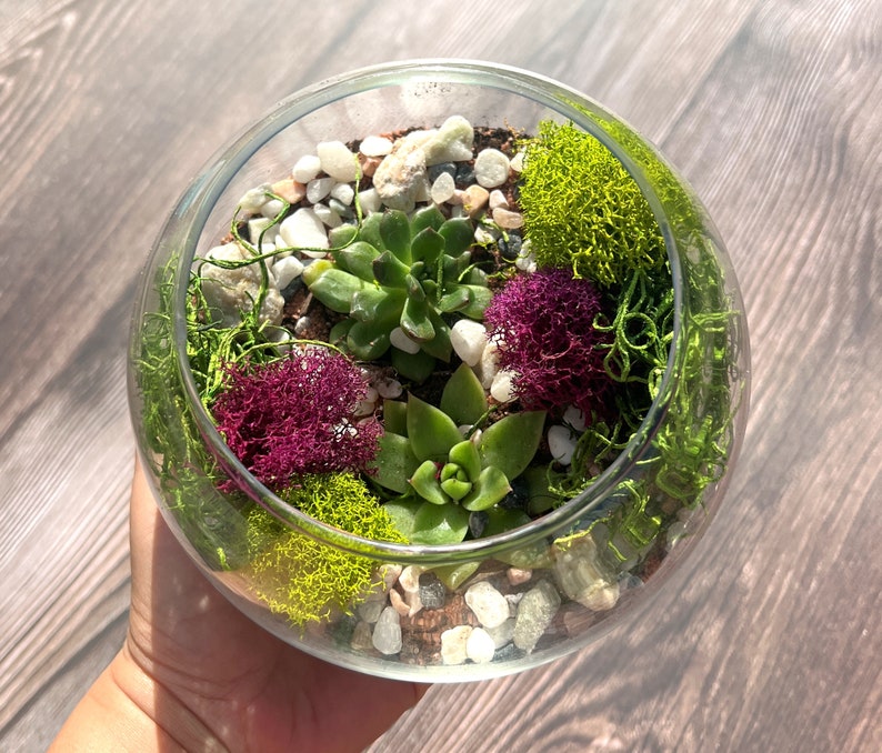 Terrarium Kit image 1