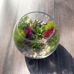 Terrarium Kit image 3