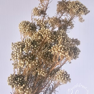 Preserved RICE FLOWER, Green, Natural Dried Flowers, Weddings Events Decor,  Crafts, DIY Floral Arrangement, Coastal, Boho, Home Décor.