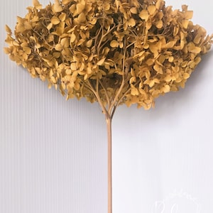 Preserved MUSTARD Hydrangea, Natural Dried flower, DIY Home Décor, Wedding Bouquet, Boho, Floral Arrangement, Sustainable Flower