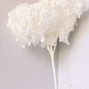 Preserved WHITE Hydrangea, Natural Dried flower, DIY Home Décor, Wedding Bouquet, Boho, Floral Arrangement, Sustainable Flower