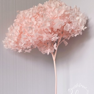 Preserved LIGHT PINK Hydrangea, Natural Dried flower, DIY Home Décor, Wedding Bouquet, Boho, Coastal, Floral Arrangement, Sustainable Flower
