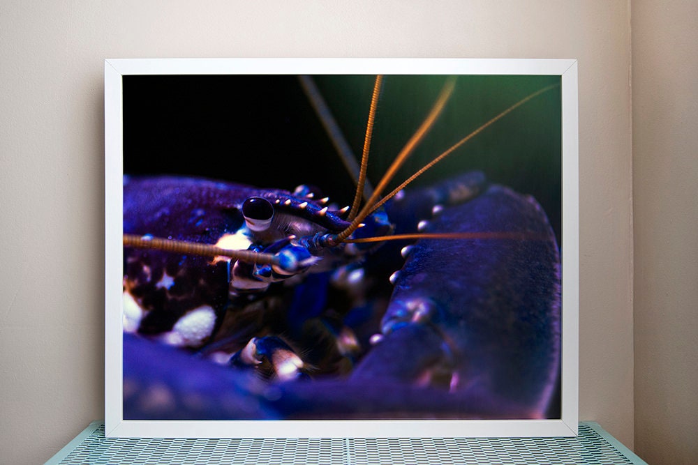 Photographie Encadrée