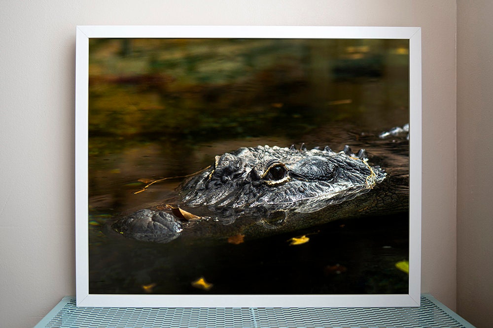 Photographie Encadrée