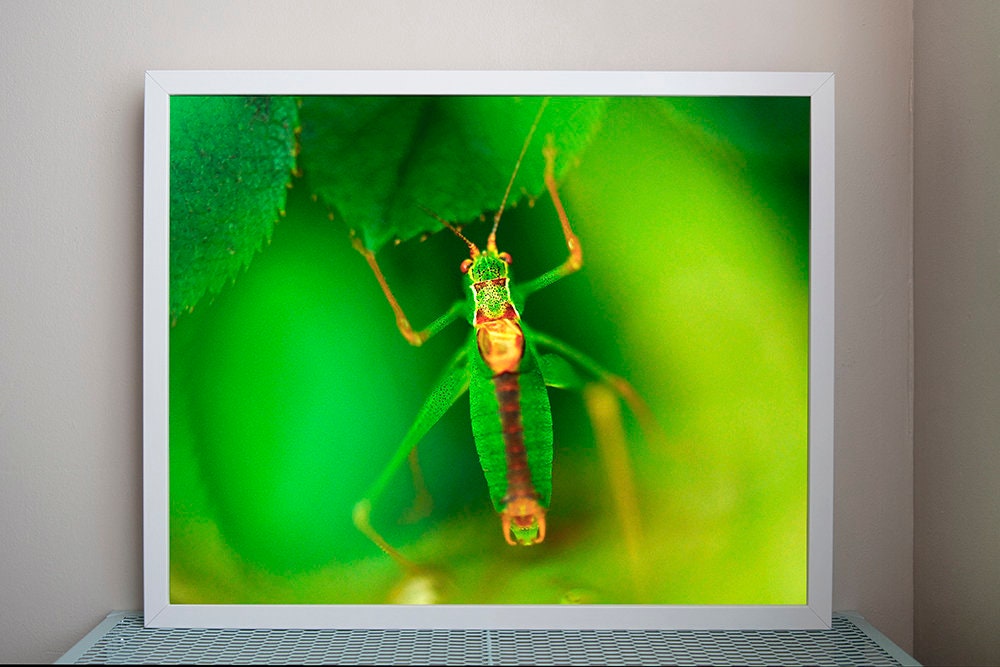 Photographie Encadrée