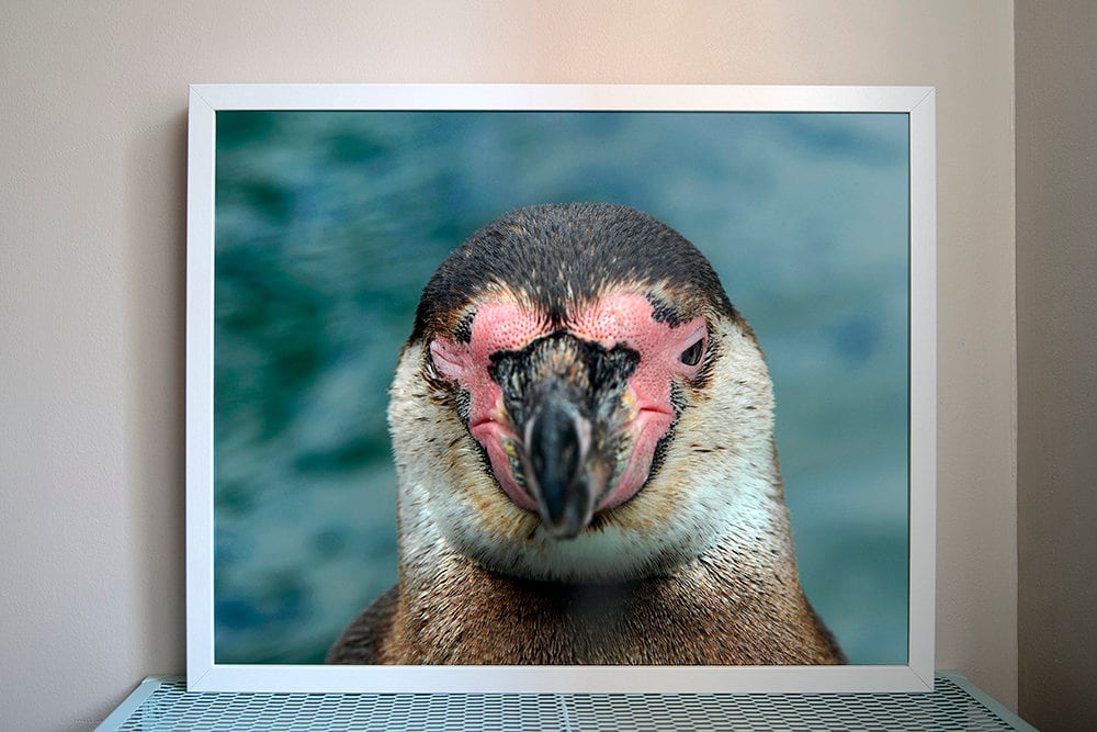 Photographie Encadrée