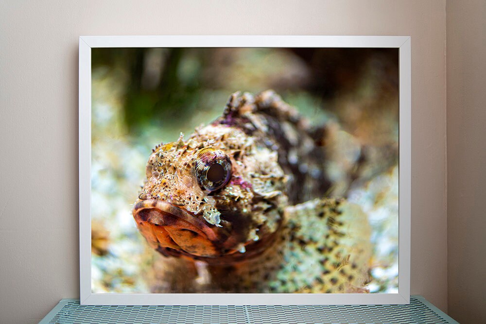 Photographie Encadrée