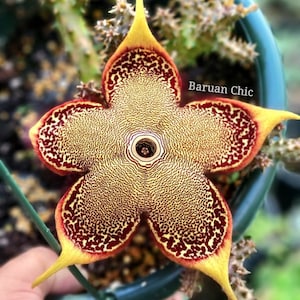 Edithcolea grandis, Alfombra Persa