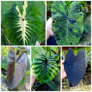 BULBOS de mezcla de colocasia