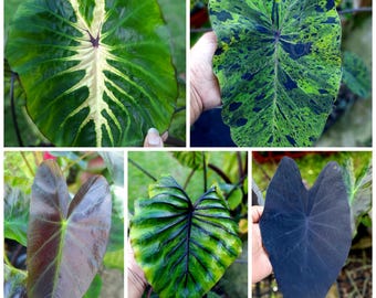 5 Assorted Colocasia Live Plants, Bare Root Elephant Ear Plants, Leaves Trimmed, Tropical Aroid Starter Pack