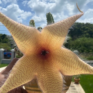 Stapelia gigantea, Stapelia flor gigante, Stapelia flor grande