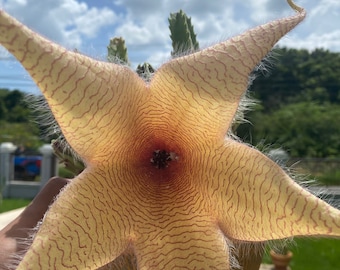 Stapelia gigantea Live Plant, Giant Starfish Flower Succulent, Rare Stapeliad, Rooted Collector Plant