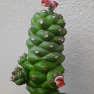 Euphorbia ritchiei, Monadenium ritchiei