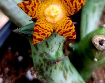 Orbea schweinfurthii, orbea, orbea rara, suculenta