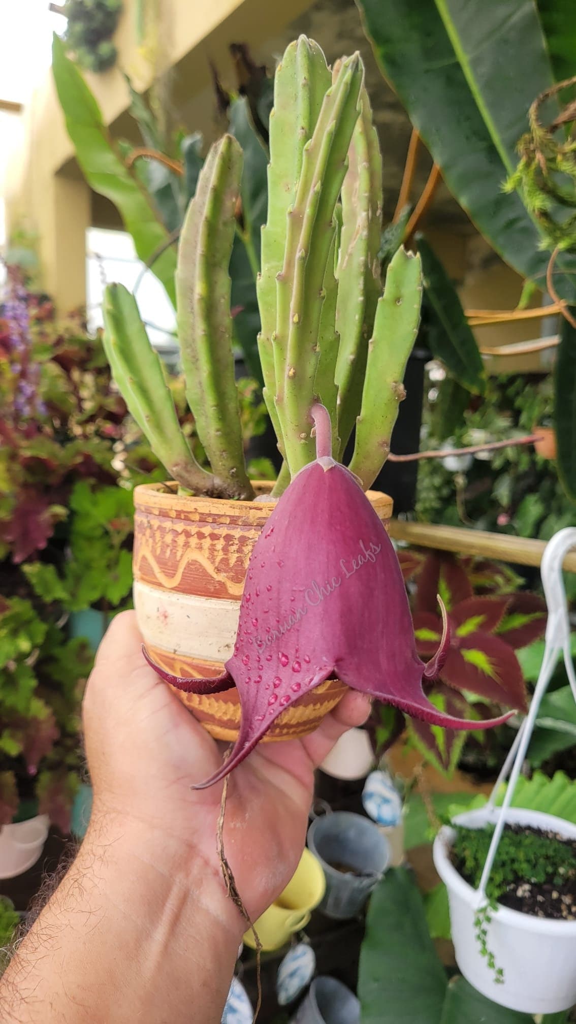 アントステラ　プランター Stapelia Leendertziae - Etsy