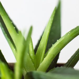Aloe Vera Plant