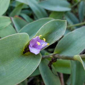 Tradescantia Brevifolia (Spiderwort/Inchplant)