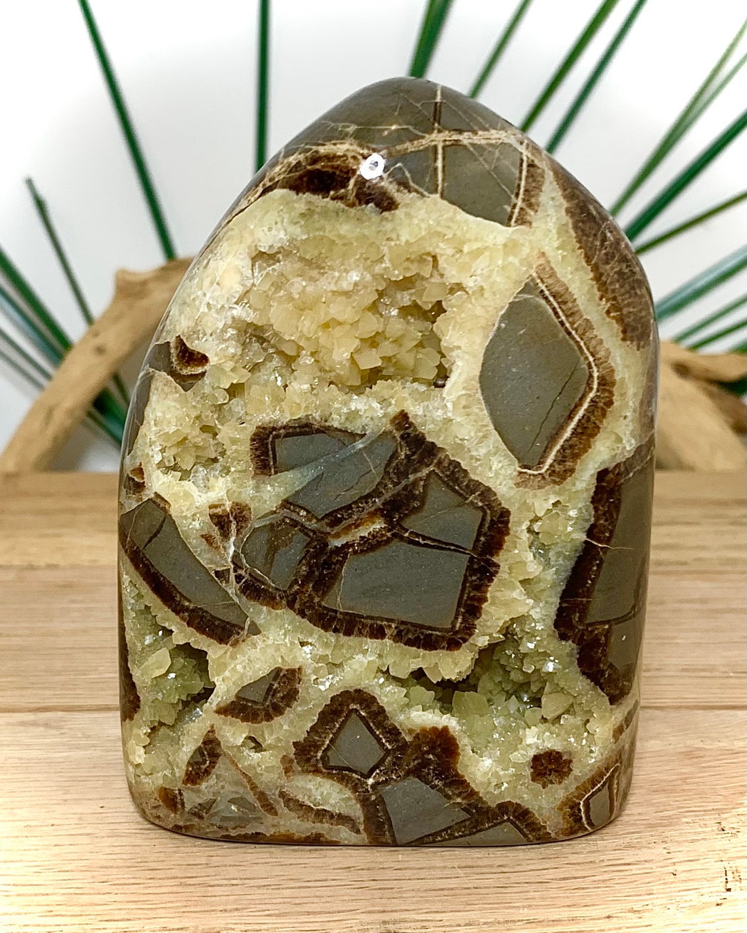 Septarian Form Septarian Free Forms - Utah Dragon Stone - Etsy