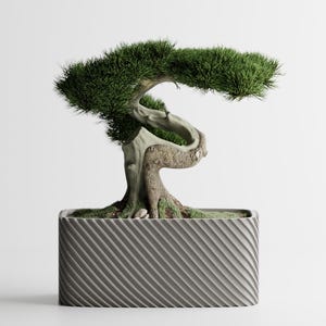 Può includere: Un bonsai con fogliame verde e un tronco contorto è piantato in un vaso rettangolare grigio con un motivo a strisce diagonali. L'albero è centrato su uno sfondo bianco.
