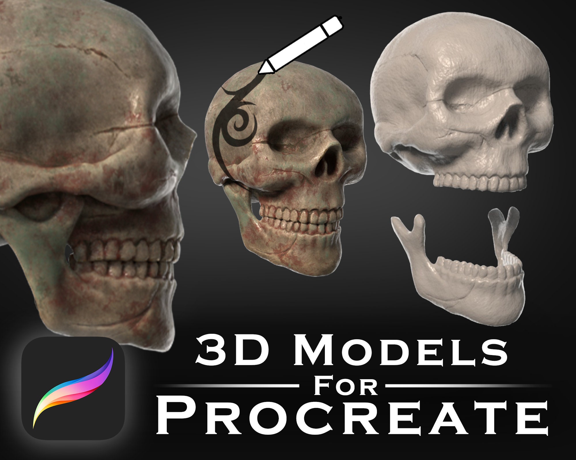 Procreate 3D models - Human Skull - 3D Skull | Head | Bone | Teeth | Skeleton