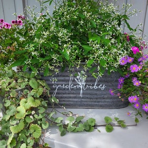 May include: A galvanised metal planter filled with various plants and flowers. The planter has the words "garden vibes" in white script. The plants include purple flowers, green foliage, and white flowering plants.
