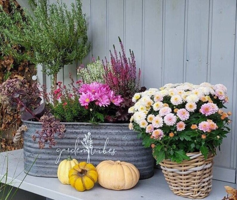 May include: A metal trough planter with pink and purple flowers and greenery, featuring the text "garden vibes". A wicker basket contains a large mum plant with pink and white flowers. Three small pumpkins sit in front.