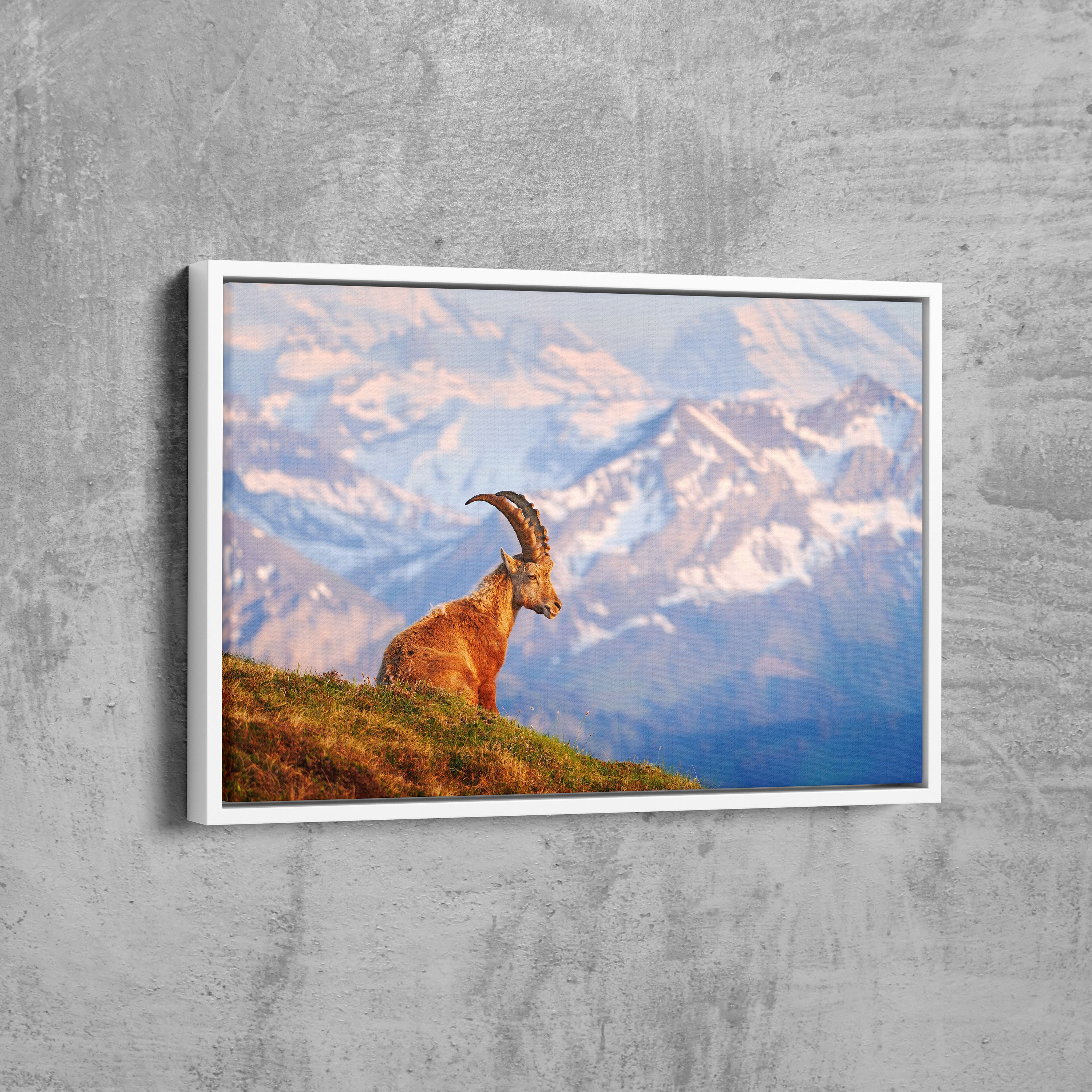 Goat Canvas Wall Art Goat in Nature Wild Animal Wall Art Etsy