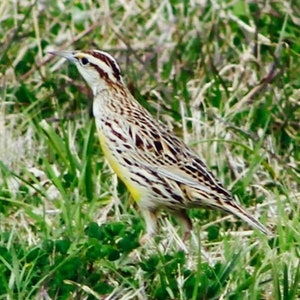 Puede incluir: Un pequeño pájaro marrón y amarillo con rayas negras posado en un lecho de hierba verde y hierba seca marrón.