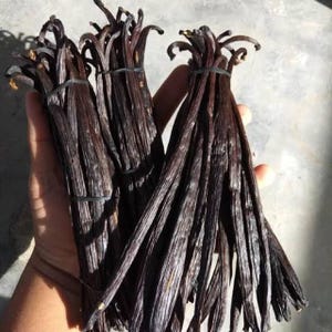 Premium Grade A indonesische Gourmet PLANIFOLIA Vanillebohnen - 16 cm + Garantiert authentisch, frisch und aromatisch, direkt aus Indonesien geliefert