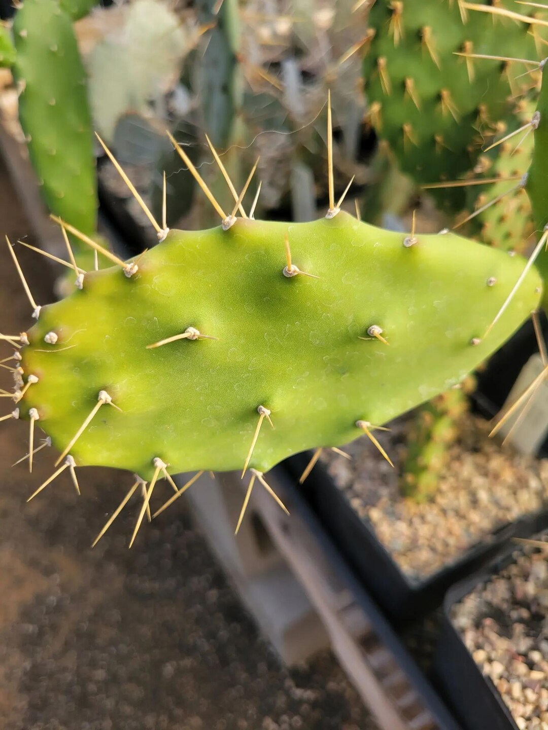 Opuntia Dejecta (with Locality) (cactus - Succulent - Plant) - Etsy